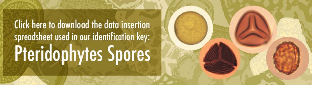 Click here to download the data insertion spreadsheet used in our identification key: Pteridophytes Spores