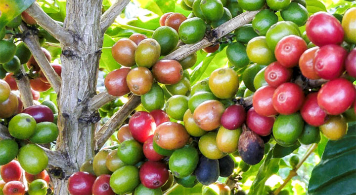 Café sostenible – Red Polinfrut